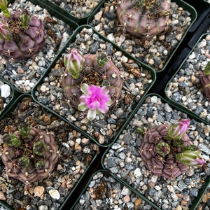 Gymnocalycium Rotundulum Cactus, Pink Cactus, Rare Cactus, Live Plant in 3.5 pot image 9