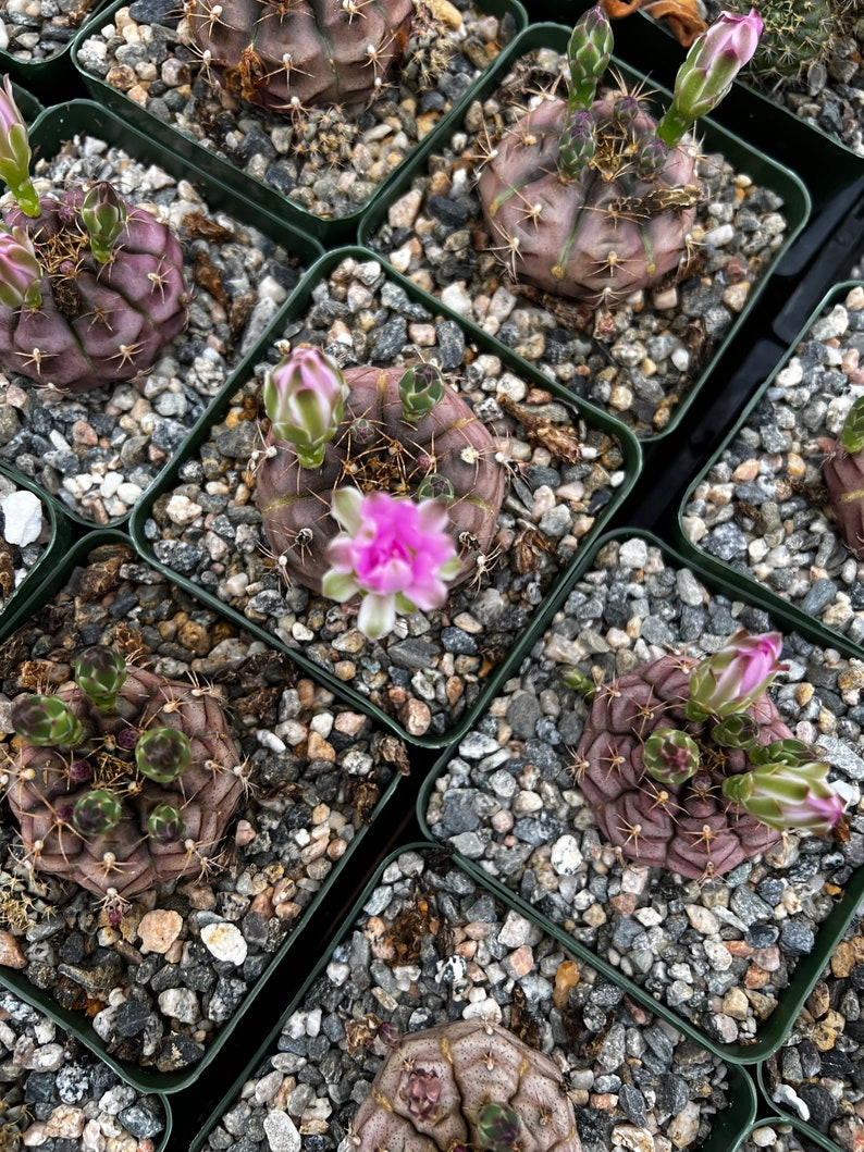 Gymnocalycium Rotundulum Cactus, Pink Cactus, Rare Cactus, Live Plant in 3.5 pot image 9