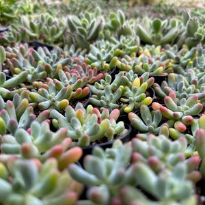 Jelly Beans, Sedum Pachyphyllum Rose, Live Succulent In 2, 4'' Pot image 7