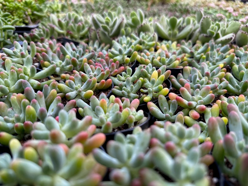 Jelly Beans, Sedum Pachyphyllum Rose, Live Succulent In 2, 4'' Pot image 7