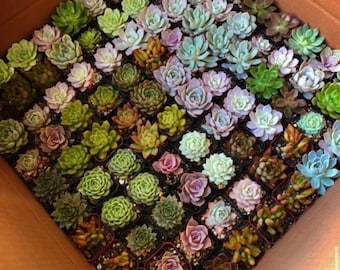 Assorted Succulents, Potted Succulents, Mystery Box, Live Plants in 2'' pot