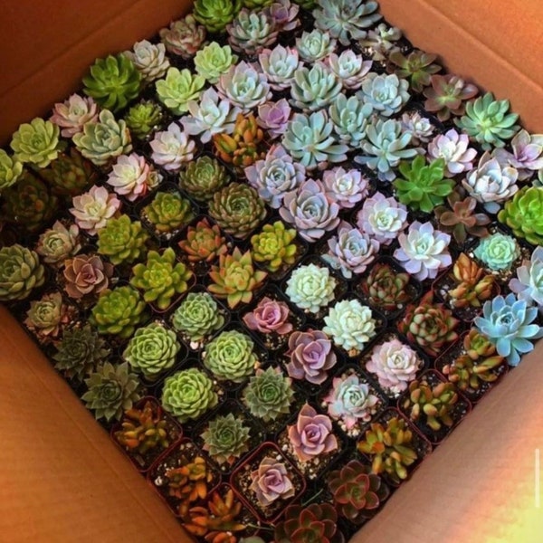 Assorted Succulents, Potted Succulents, Mystery Box, Live Plants in 2'' pot