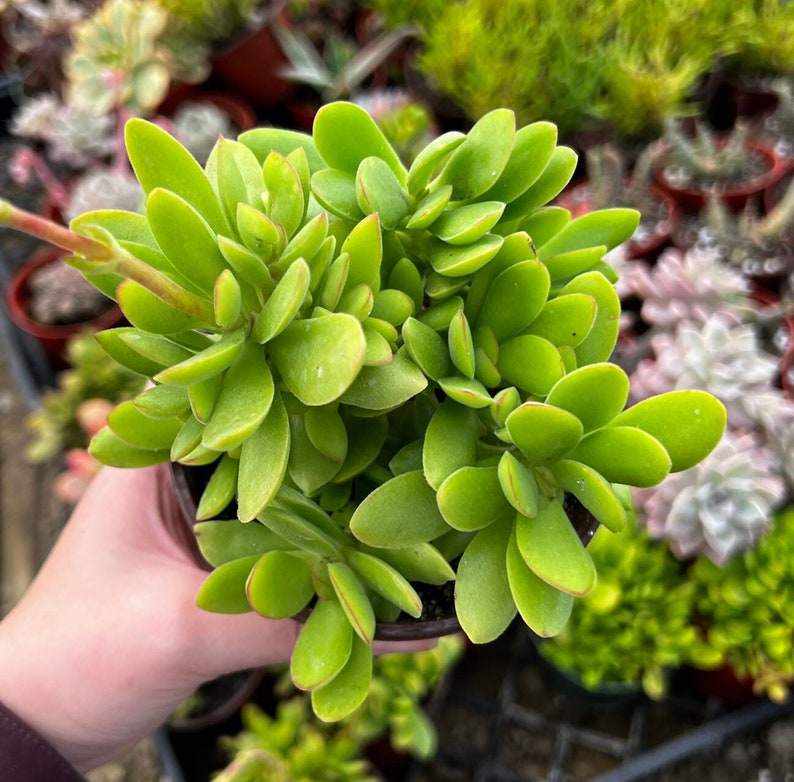May include: A vibrant green succulent plant with rounded, fleshy leaves. The plant is potted in a small, dark container. The leaves have a slight reddish hue around the edges. Other plants are visible in the background.