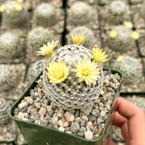 Mammillaria Duwei, Rare Cactus, Live Plant in 3 pot image 2