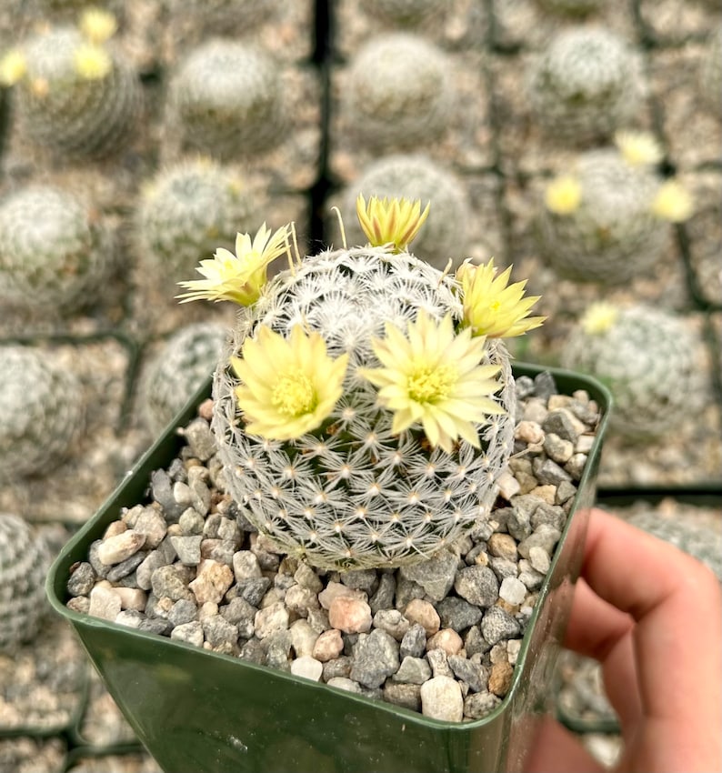 Mammillaria Duwei, Rare Cactus, Live Plant in 3 pot image 2