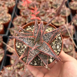 Pink Aloe Vera - Etsy