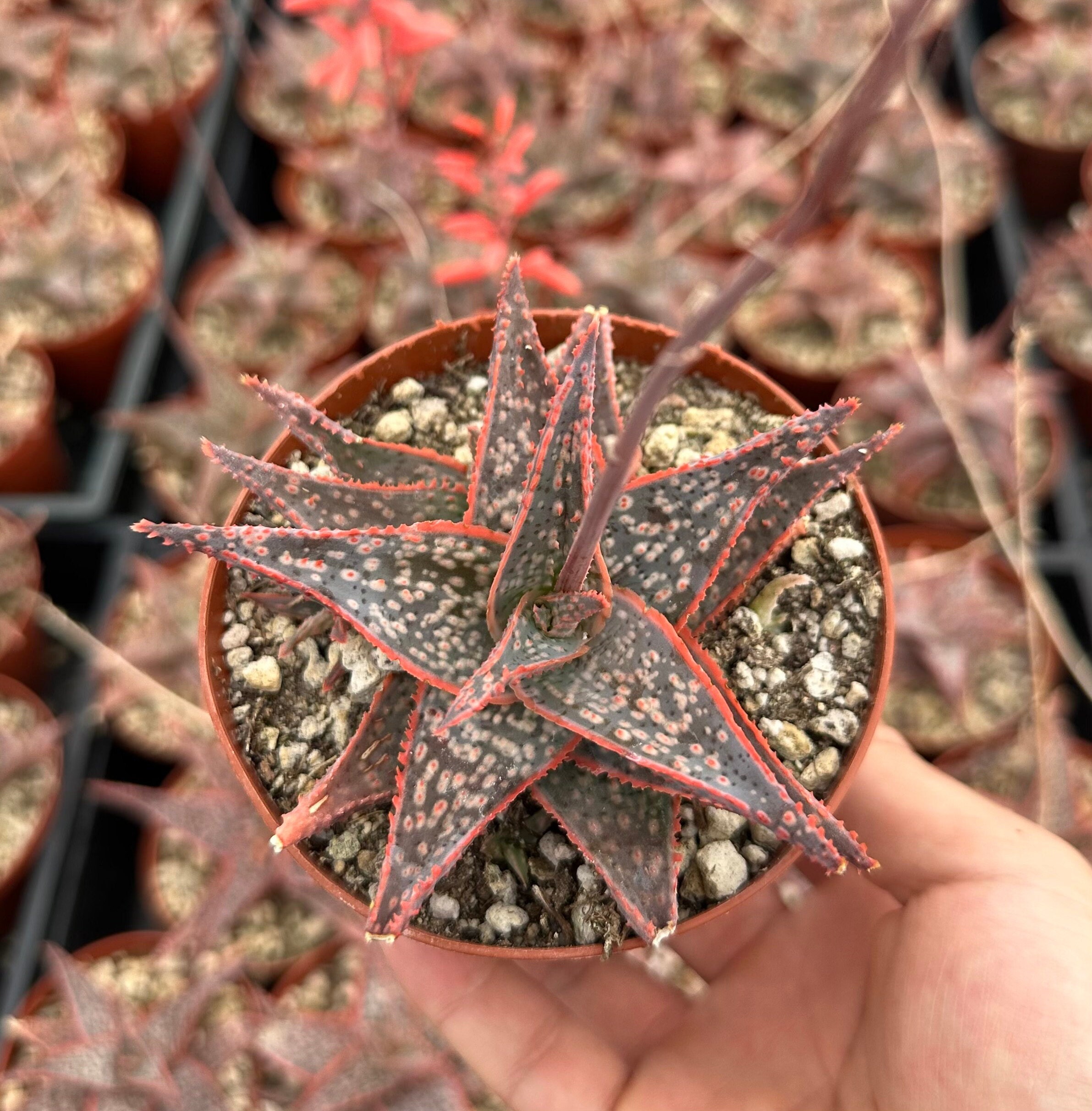 Aloe Purple Haze, Pink Succulent, Rare Succulent, Live Plant in 4