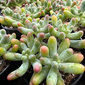 Jelly Beans, Sedum Pachyphyllum Rose, Live Succulent In 2, 4'' Pot image 5