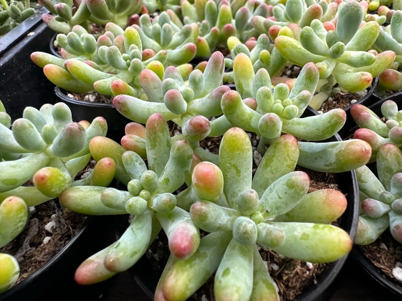 Jelly Beans, Sedum Pachyphyllum Rose, Live Succulent In 2, 4'' Pot image 5