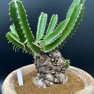 Euphorbia Mlanjeana, Exotic Rare Plant, Unique Plant Collection, Ship in Bare Root image 2