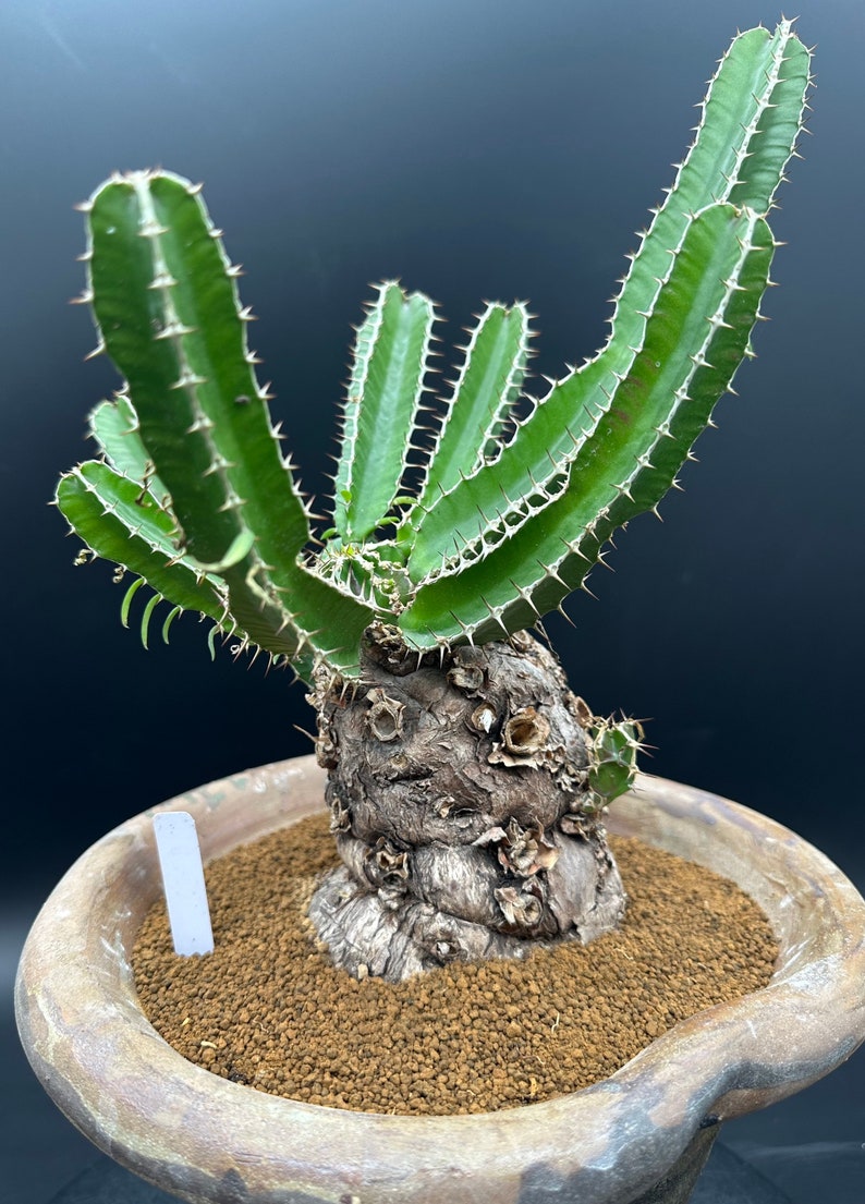 Euphorbia Mlanjeana, Exotic Rare Plant, Unique Plant Collection, Ship in Bare Root image 2