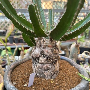 Euphorbia Mlanjeana, Exotic Rare Plant, Unique Plant Collection, Ship in Bare Root image 3