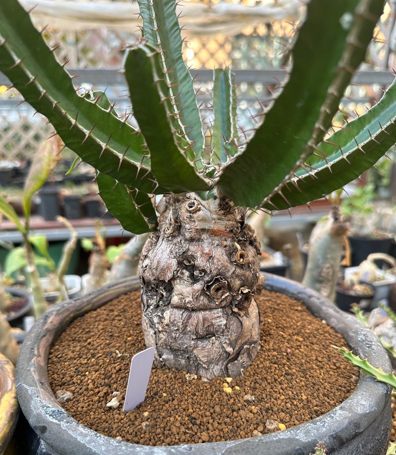 Euphorbia Mlanjeana, Exotic Rare Plant, Unique Plant Collection, Ship in Bare Root image 3