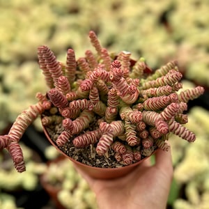 May include: A small potted succulent plant with green and red striped leaves. The plant has a unique, spiral shape and is growing in a brown pot.