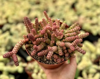 Baby Necklace, Crassula Rupestris, Rare Succulent, Live Plant in 2", 4", 6" pot