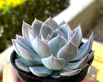 Echeveria Blue Enchantress – Rare Imported Succulent, Healthy Live