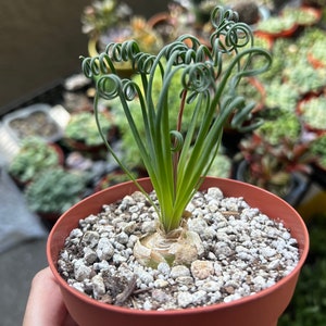 May include: A small potted plant with long, curly green leaves. The plant is in a terracotta pot with white gravel.