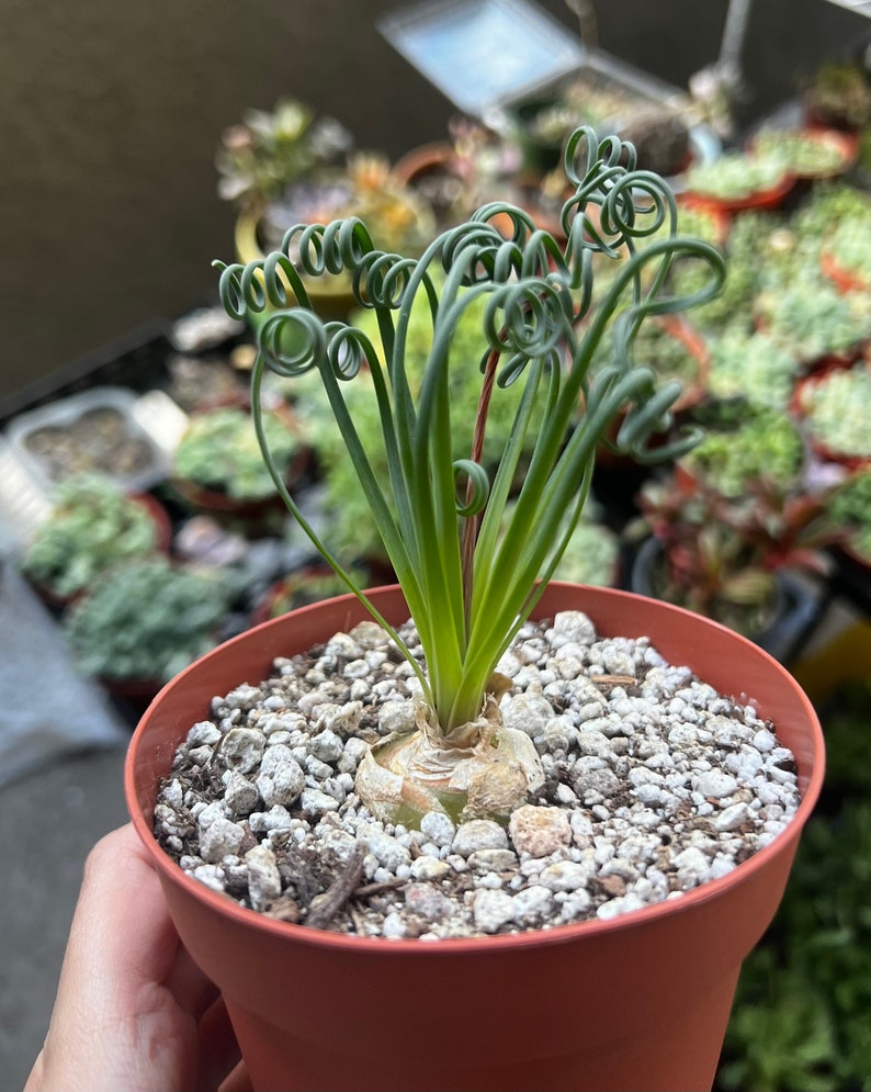 May include: A small potted plant with long, curly green leaves. The plant is in a terracotta pot with white gravel.