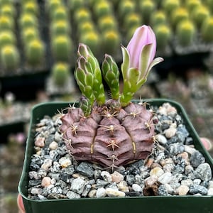 Gymnocalycium Rotundulum Cactus, Pink Cactus, Rare Cactus, Live Plant in 3.5 pot image 6