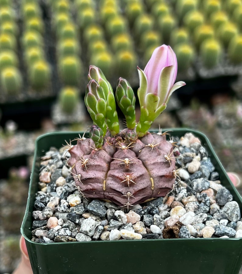 Gymnocalycium Rotundulum Cactus, Pink Cactus, Rare Cactus, Live Plant in 3.5 pot image 6