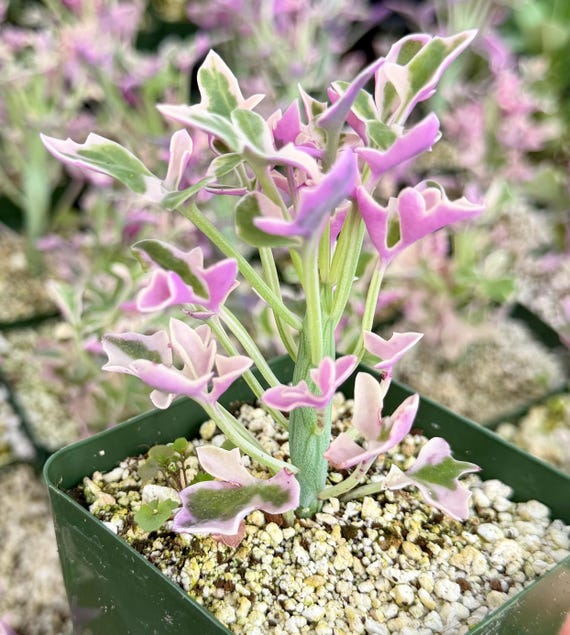 Lavender Fantasy | Variegated Senecio Articulatus | Pink Plant in 4" pot