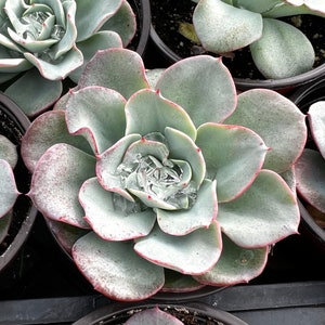 May include: A close-up of a succulent plant with fleshy, gray-green leaves and a pink-tinged edge. The plant is in a black pot and has a clear, crystalline substance in the center.