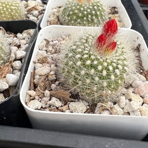 Red Crown Cactus, Fire Crown Cactus, Rebutia Minuscula, Blooming Cactus, Live Plant in 2.5'' pot image 10