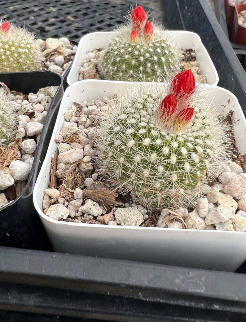 Red Crown Cactus, Fire Crown Cactus, Rebutia Minuscula, Blooming Cactus, Live Plant in 2.5'' pot image 10