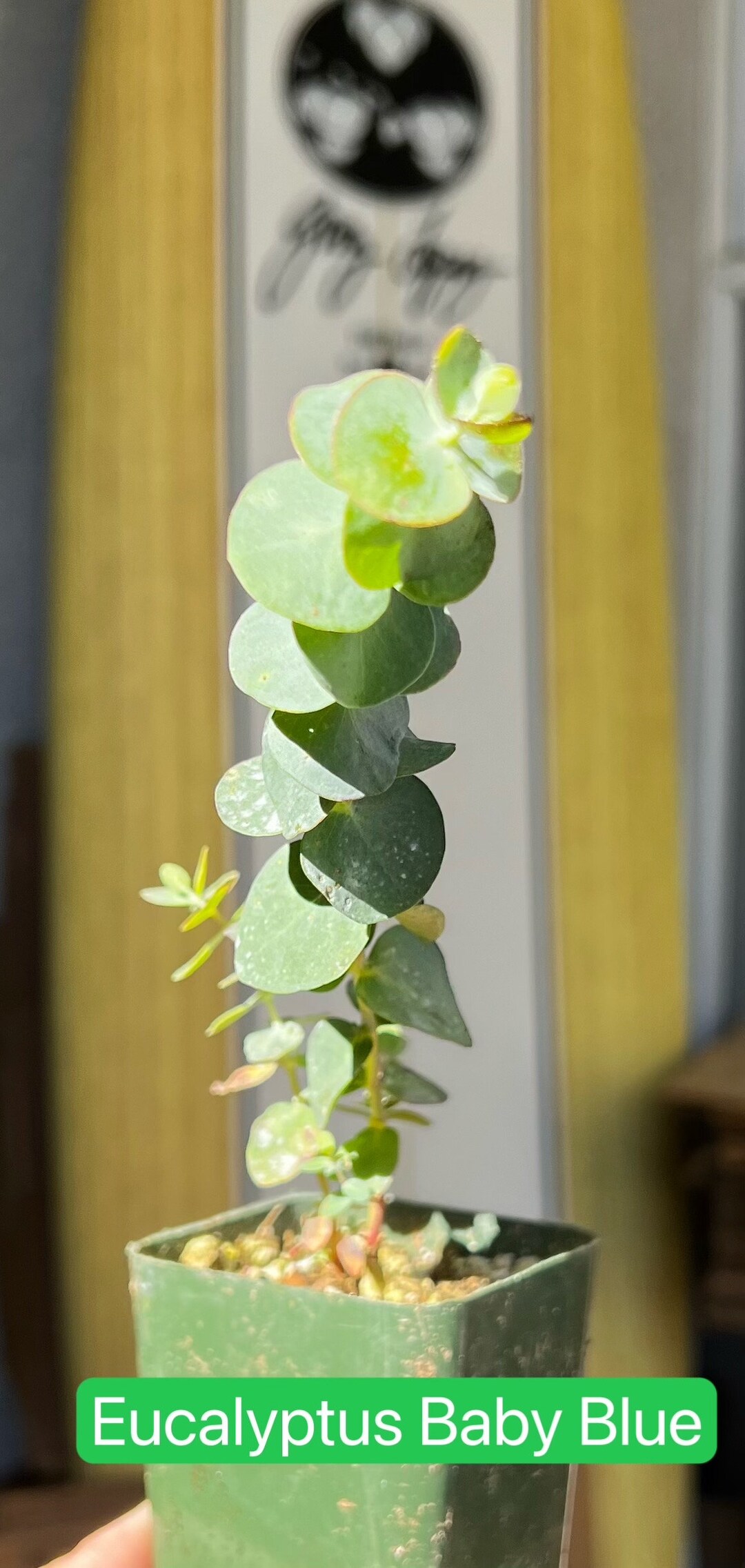 Baby Blue Eucalyptus Live Plant, Live Evergreen Tree, Unique Plant