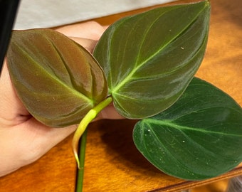 Philodendron Micans, Houseplant Cuttings, Live Plant in 4" pot