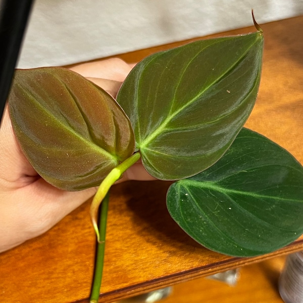 Philodendron Micans, Houseplant Cuttings, Live Plant in 4" pot