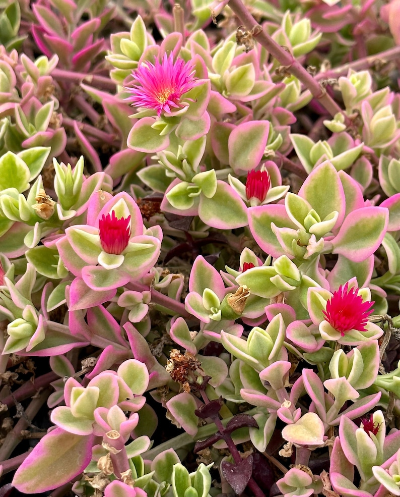 Variegated Baby Sun Rose, Ice Plant, Pink Succulent, Rare Plant in 2" Pot bild 1