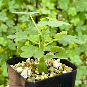 May include: A small green plant with distinctive, three-lobed leaves is potted in a black square container. The soil is covered with small, light-colored stones. The background is a blur of green foliage.