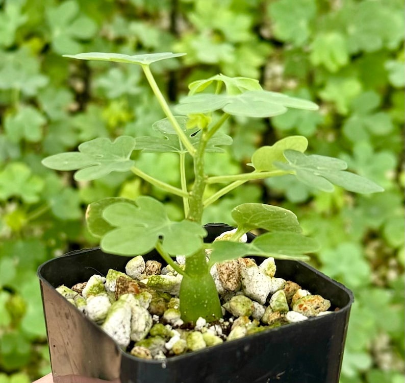 May include: A small green plant with distinctive, three-lobed leaves is potted in a black square container. The soil is covered with small, light-colored stones. The background is a blur of green foliage.
