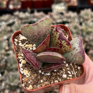 Calico Hearts, Rare Succulents in 3" pot