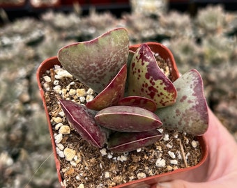 Calico Hearts, Rare Succulents in 3" pot