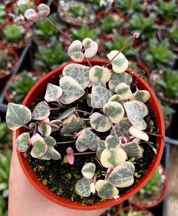Variegated String of Hearts/vsoh/ceropegia Woodii, Valentines Gift