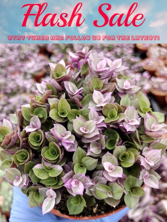 Limited Offer: 4'' Pink Panther 50% Off, Callisia Repens, Pink Tradescantia, Pink Lady Plant, Trailing Succulent, Live Potted Plant