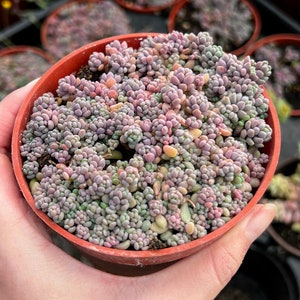 Sedum Dasyphyllum, Sedum Minor, Small Succulent, Live Plant in 2'', 4'', 6 pot 4” pot