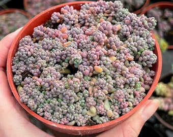 Sedum Dasyphyllum, Sedum Minor, Small Succulent, Live Plant in 2'', 4'', 6" pot