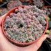 see more listings in the Succulents section