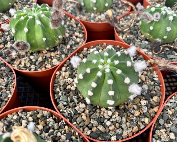 cactus glasses Buy Green Cactus Glasses main image 1