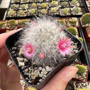 Mammillaria Schwarzii Cactus, Blooming Cactus in 2.5&#39;&#39;, 4&#39;&#39; pot