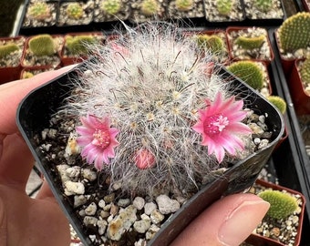 Mammillaria Schwarzii Cactus, Blooming Cactus in 2.5'', 4'' pot