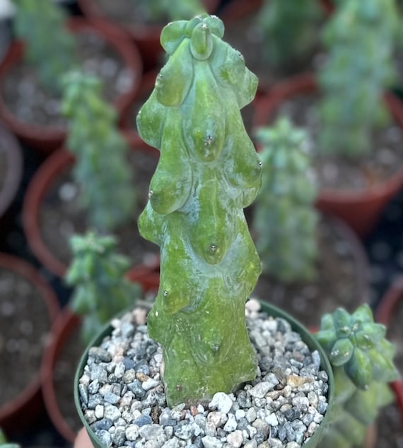 Boobie Cactus, Myrtillocactus Geometrizans Cactus, Rare Cactus, Exotic  Plant in 4", 6", 8" Pot - Etsy Denmark
