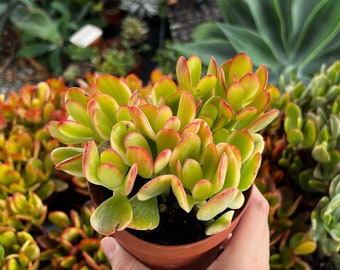 Hummel's Sunset, Crassula Ovata, Golden Jade Plant, Colorful Houseplant, Rooted Succulent in 4'' pot