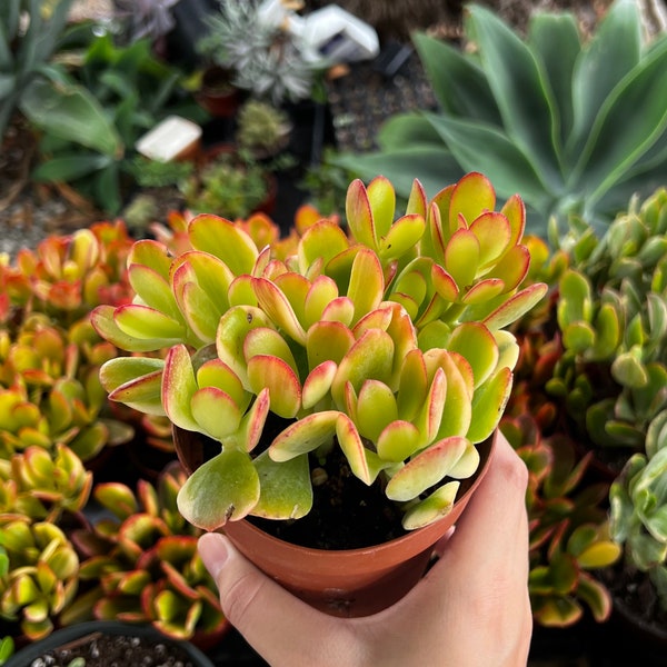 Hummel's Sunset, Crassula Ovata, Golden Jade Plant, Colorful Houseplant, Rooted Succulent in 4'' pot