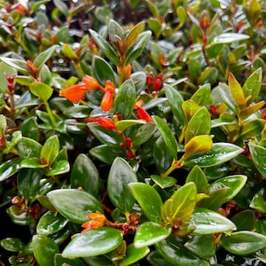 Goldfish plant, Columnea Nematanthus, Live Plant in 4", 6" pot
