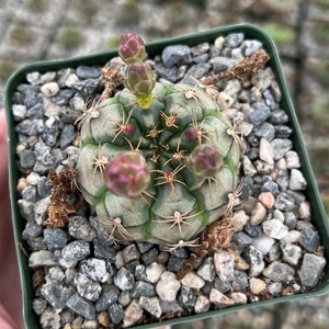 Gymnocalycium Rotundulum Cactus, Pink Cactus, Rare Cactus, Live Plant in 3.5 pot image 2