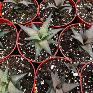 Haworthia Tessellata, Rare Succulent, Live Plant in 4 pot image 3